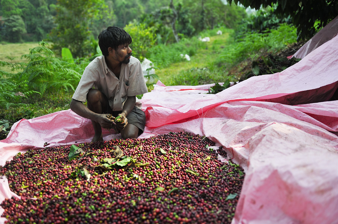 Top 10 Major Coffee and Tea Plantation Regions in India